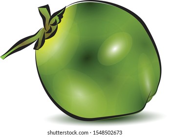 green coconut drawing on white background