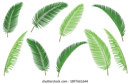 Green Coconut Leaves For Background.Vector.Illustration.