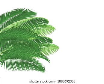 Green coconut leaves branch isolated on white background.Plant green leaf.Vector.Illustration.
