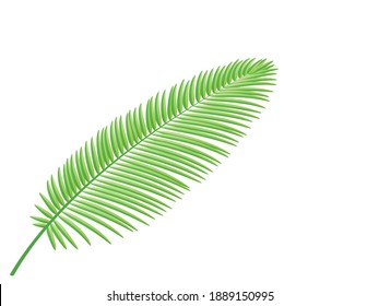 Green coconut leaves branch isolated on white background.Plant green leaf.Vector.Illustration.