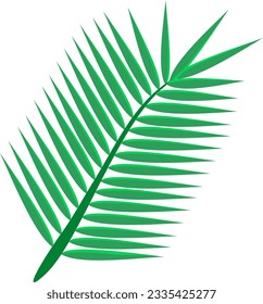 green coconut palm leaf isolated on white background