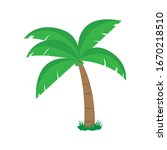 Green coconut palm tree with grass isolated on white background