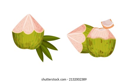 Green Coconut with White Inner Flesh Vector Set