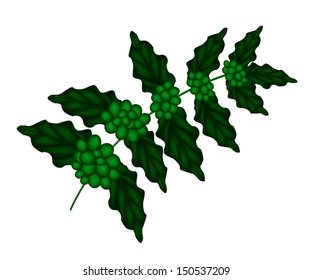 Green Coffee Beans on Leaves and The Branch Isolated on A White Background 