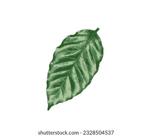Hojas de café verdes, hojas, aisladas, vectoriales, ilustraciones,