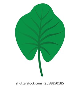 Green Colocasia caladium leaf vector