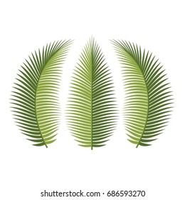green color three palm leaves-vector drawing