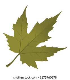 
Green colored maple leaf is an autumn leaf also called foliage leaf 
