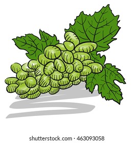 Green colored Sketched Bunch of Grapes, Hand drawn Vector Artwork