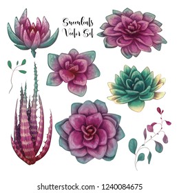 Green colorful succulent bouquets vector design objects.