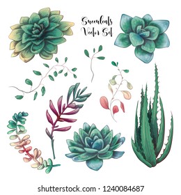 Green colorful succulent bouquets vector design objects.