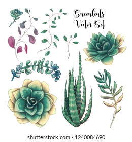 Green colorful succulent bouquets vector design objects.