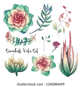 Green colorful succulent bouquets vector design objects.