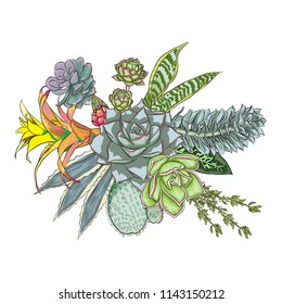 Green colorful succulent Echeveria design bouquet. Imitation watercolor natural cactus bouquets in modern trendy style. All elements are hand drawn from real plant and absolutely unique. Vector.