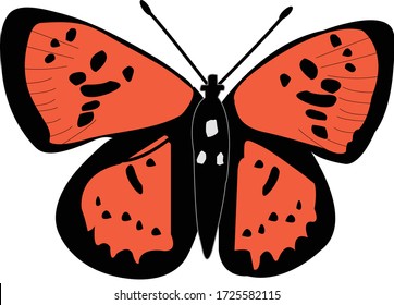 El Cobre Verde, un poco frecuente Lycaenid encontrado a altitudes altas en los Himalayas.