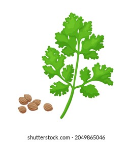 Green coriander branch spice. Vector illustration isolated on white. Coriander herb for design element in culinary, cooking ingredient, package decoration, sticker, label