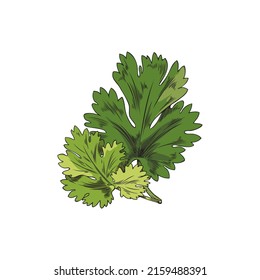 Green Coriander leaf, botanical vector illustration, hand-drawn, on a white background. Botanical sketch, coriander leaf, green color sketch. Outline drawing, coriander green leaf