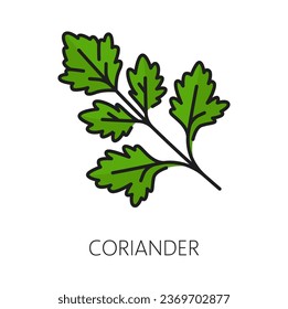 Green coriander or parsley, herb seasoning food condiment outline icon. Vector fresh coriander aromatic herb spice, herbal plant twig