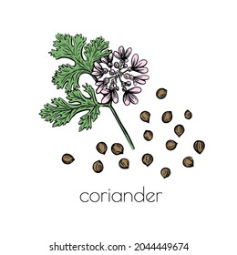 Green coriander sketch flower seeds on white background for print design. Vector illustration. Drawing engraving. Doodle set element.