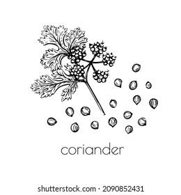 Green coriander sketch flower seeds on white background for print design. Vector illustration. Drawing engraving. Doodle set element