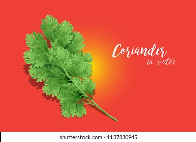 Green Coriander in Vector