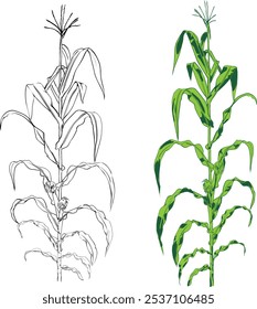 Milho Verde. Ilustração desenhada à mão. Esboços de milho vetorial. Com planta de milho, espiga de milho. Desenho botânico de plantas de cereais de colheita. Ótimo para embalagem, menu, etiqueta. Alto detalhado.