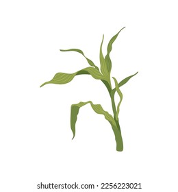 Green corn stalk vector illustration. Cartoon drawing of farm harvest element on white background. Farming, autumn, harvest, Thanksgiving concept