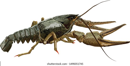 green crayfish on a white background