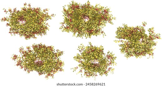 Green creeper isolated on white in 3d rendering from top view