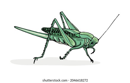 Green cricket isolated on white background. Cartoon style vector illustration. Insect, bug.