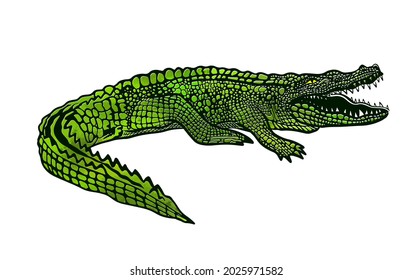 Green crocodile, alligator on white background. T-shirt print. Vector illustration