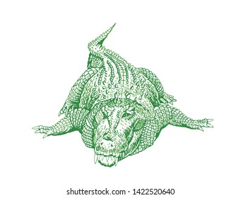 Green crocodile isolated on white ,vector color illustration