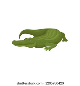 Green crocodile, predatory amphibian animal vector Illustration on a white background