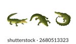 Green crocodile set. Three alligators in various poses - open mouth showing teeth, walking, and coiled position. Cartoon style reptiles with scales and yellow belly. Vector illustration on white.