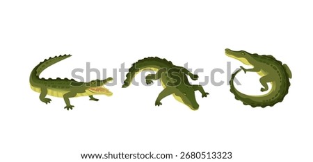Green crocodile set. Three alligators in various poses - open mouth showing teeth, walking, and coiled position. Cartoon style reptiles with scales and yellow belly. Vector illustration on white.