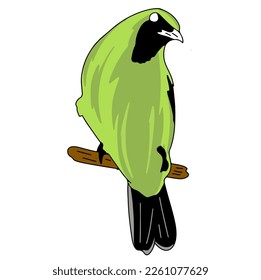 the green cucak bird vector is very popular with the public because of its good color