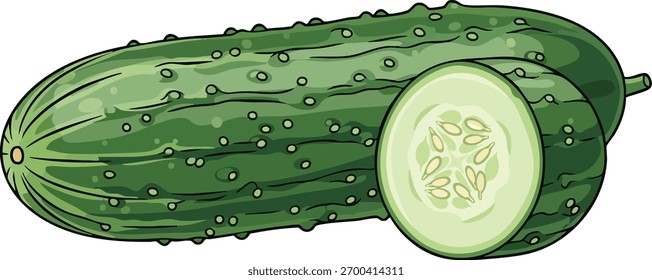 Um pepino verde com uma seção transversal sobre um fundo branco, ilustração vetorizada