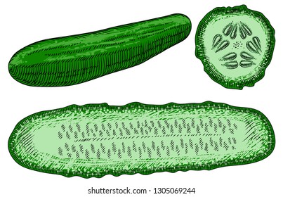 Green cucumber, half a cucumber, cut lengthwise and the core of a cucumber, cut across on a white background. Detailed drawing by hand.