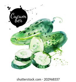 Green cucumber. Hand drawn watercolor painting on white background. Vector illustration