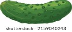 Green cucumber. Image of a ripe green cucumber. Green vegetarian product. Vector illustration isolated on a white background