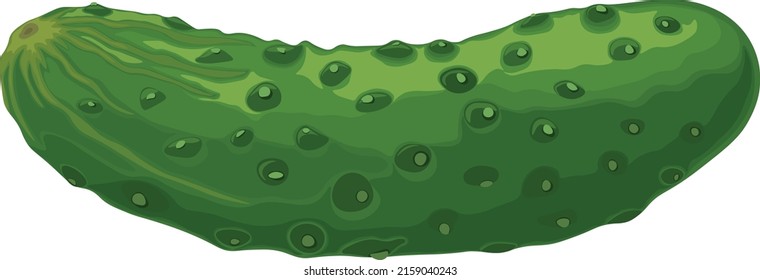 Pepino verde. Imagen de un pepino verde maduro. Producto vegetariano verde. Ilustración del vector aislada en un fondo blanco