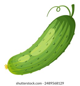 Green cucumber. Image of a ripe green cucumber. Green vegetarian product. Vector illustration isolated on a white background