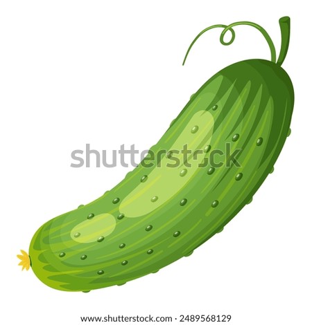 Green cucumber. Image of a ripe green cucumber. Green vegetarian product. Vector illustration isolated on a white background