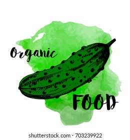 Green cucumber manual drawing is turned into a vector on a watercolor background. A simlaol of a healthy food. Ideal plot of the poster or decoration of the packaging of cosmetics