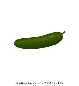 green cucumber on white background.vegetable vector illustration