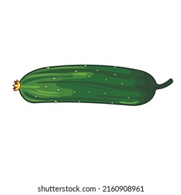 Green cucumber vector illustration isolated on white background. Green vegetable from the farmer's garden