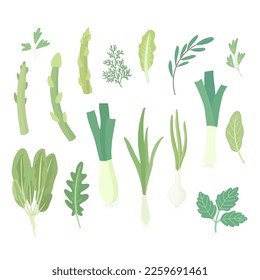 Green culinary plants set. Cuisine spice. Kitchen garden herbs. Spinach, dill, green onion, scallion, arugula, leek, asparagus.  Cartoon flat vector illustration.