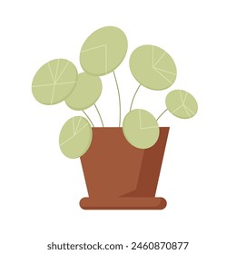 Green cute Pilea plant in pot for home gardening and florist hobby, houseplant with round leaves vector illustration