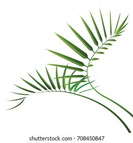 Green cycad leaf isolated on white background. vector illustration.