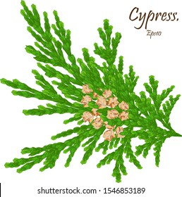 green cypress branch with cones. Cypress twig with growing cones isolated on white background. Cupressus.Eps 10